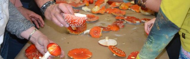 REPORTAAŽ | Punase kärbseseene kasutamise töötuba. „Seenekulu on suur!“