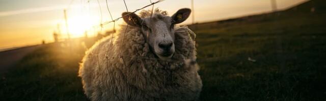 CNN: inimeste reisimist tuleb "süsinikupassidega" tõkestada