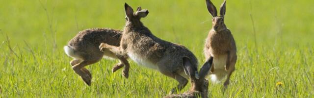 VIDEO | Sellist tralli pole enne näinud! Jäneste pulmapidu meelitas kohale mitu kosilast