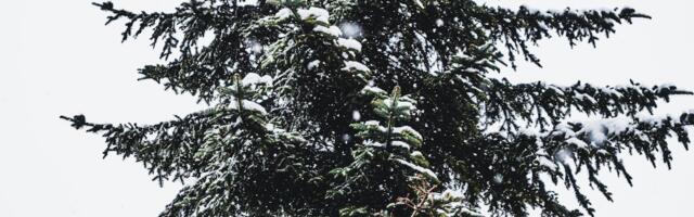 Valga kesklinna otsitakse jõulukuuske!