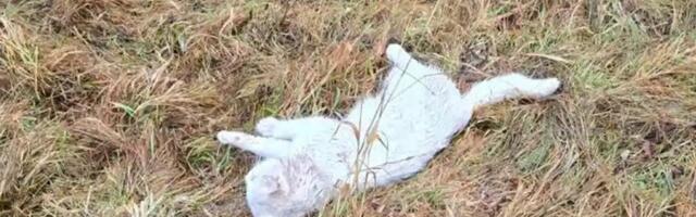 Rünnakud jätkuvad: Pärnumaal murdis hundikari kassi ja vigastas koera