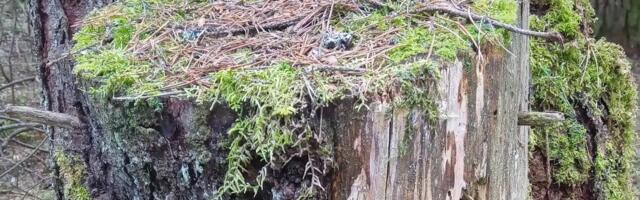 Värske inventuur: Eesti metsad heidavad üha enam kasvuhoonegaase