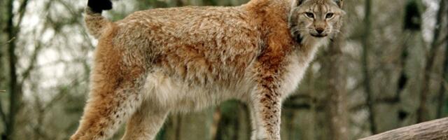 VIDEO | Julged lapsed peletasid eemale Jõelähtmes kodukassi rünnanud ilvese