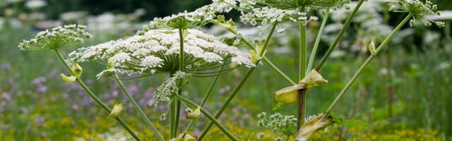 Terviseamet hoiatab: karuputke võõrliigid põhjustavad tugevaid nahakahjustusi