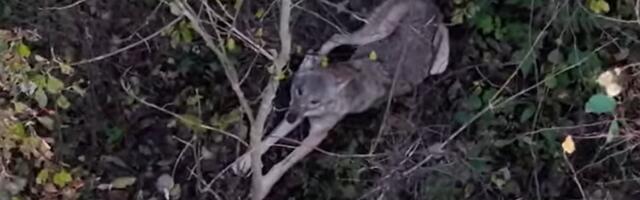 VIDEO | Põnev hetk: loodushuviline jäädvustas Pärnumaal saaki valvanud hundi