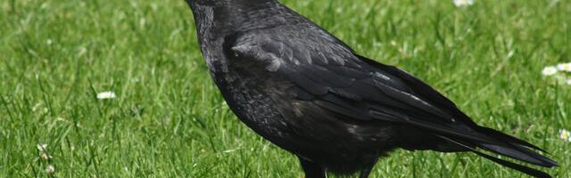 Sakslaste uuring_ varesed edestasid ahve ülikeerulises intelligentsitestis