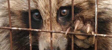 Vello Vetevool: pöörame kährikute metsapetuäri Eesti metsa edulooks