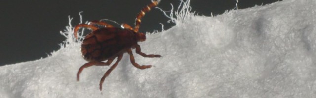 Reporter: Kõige nakkusohtlikumad puugid pesitsevad Tartu-, Harju-, Viljandi ja Valgamaal