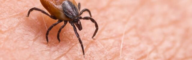 Teadlased tuvastasid puukborrelioosi eest kaitsva valgu