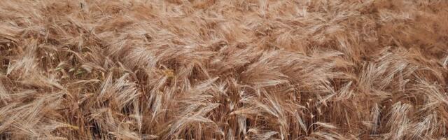 MARTA ühendab teadlasi: uus projekt sordiaretuse edendamiseks