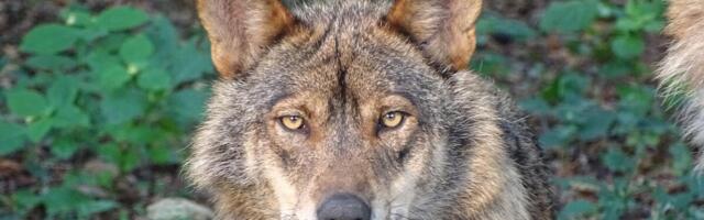 Alanud hundijahi käigus tohib esmalt küttida 84 hunti