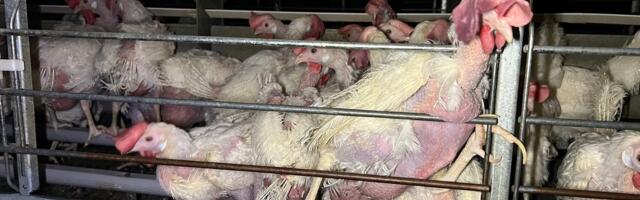 Viimane võimalus allkirjastada Eesti suurim loomakaitsealgatus – kanapuuride keeld