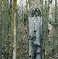 Keel vabaneb ahelaist