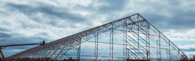 Kodumaiste metsataimede saadavus suureneb