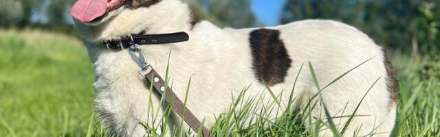 Varjupaikade MTÜ selle nädala staar on Paula-Piia Viljandi varjupaigast