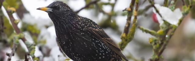 Ornitoloogiaühing kustub märkama ja kirja panema oma koduaia elurikkust