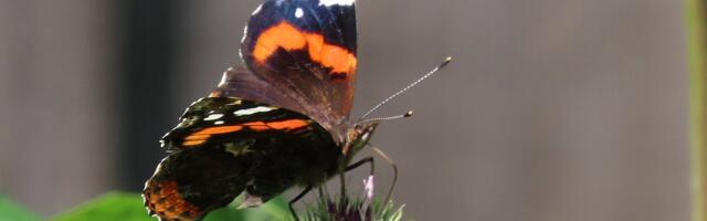 AIAPIDAJA KOGEMUS | Kellele meeldivad kehvad suved?