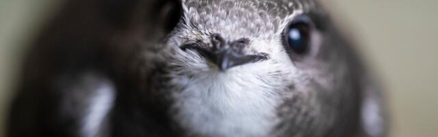 Alanud aasta lind on piiritaja, aasta loom aga siil