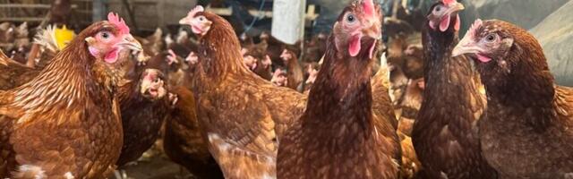 PTA hukkab Nuudi talu sada lindu linnugrippi haigestumise tõttu