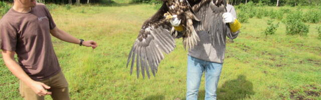 KUIDAS MA SIIA SATTUSIN? | Hannale Hiiumaa hirmsasti meeldib