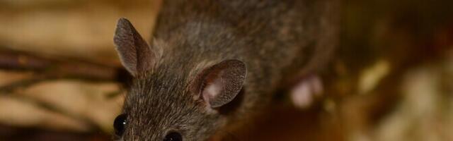 Talveks aju kahandav näriline võib aidata mõista ajuhaiguste tekkepõhjuseid