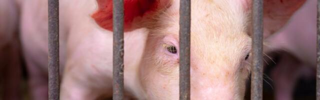 Lätis tuvastati koduseal seakatk