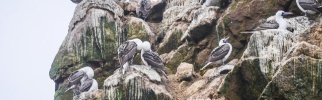 Linnusõnnik – inkade impeeriumi nurgakivi