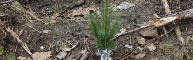 Metsaomanikud saavad taotleda metsa uuendamise toetust