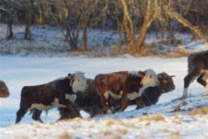 Tehisliha teenib tehnokapitalismi, mitte loomade huve