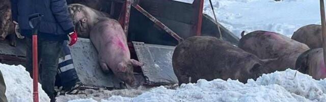 FOTOD | Pärnumaal sattus liiklusõnnetusse 180 seaga auto, osa loomadest hukkus lämbumise tõttu