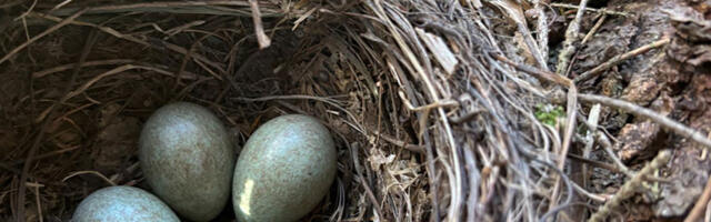 Keskkonnaamet on pesitsusrahu kaitseks peatanud tänavu 35 raiet Keskkonnaamet on pesitsusrahu kaitseks peatanud tänavu 35 raiet