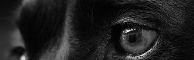 Saksamaal tuvastati koeral marutaud  – Põllumajandus- ja Toiduamet tuletab meelde vaktsineerimise olulisust