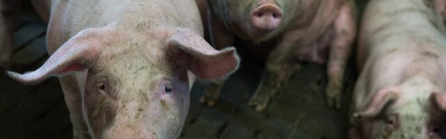 PTA peadirektor ja Nurme farmi omanik: palun ärge kogunege Nurme farmi juurde