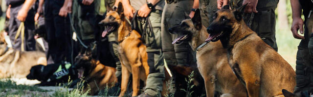 Tagadil selgusid Eesti parima ninaga narko-, tubaka- ja lõhkeaine teenistuskoerad