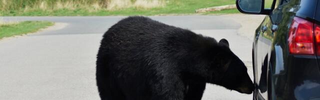 VIDEO | Maias karumõmm murdis autosse ja jättis tagaistmele ebameeldiva üllatuse