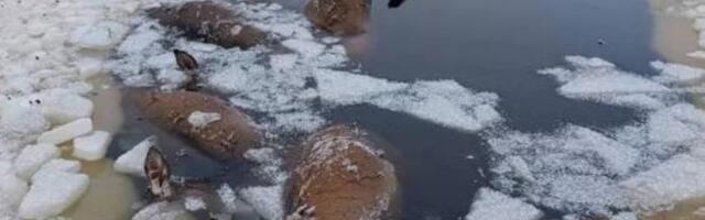 FOTOD | Lätis kukkusid hirved läbi jää, hukka sai kuus looma