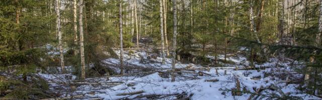 Veel mõned päevad saavad metsaomanikud toetusi taotleda