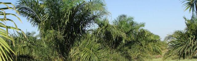 Komisjoni ettepanek lihtsustab raadamismääruse rakendamist