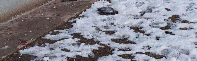 Kohtla-Järvel tegutseb tuvitapja
