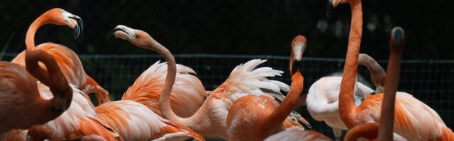 Eriline võimalus: teadlased uurisid loomade käitumist täieliku päikesevarjutuse ajal. Ööloomad olid pimeduse ajal aktiivsed