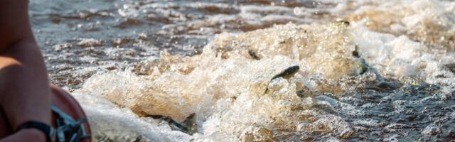 RMK täiendas Eesti veekogude kalavarusid