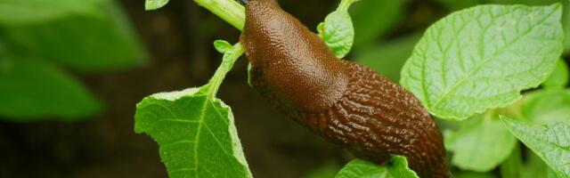 Võõrnälkjate ründeraadius laieneb, kartulivagude vahed on teetigusid paksult täis