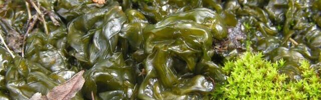 Harjumaa vetikast leitud aine näitab tugevat põletikuvastast toimet