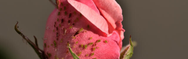 Järeleproovitud: kaks lihtsat, aga tõhusat nippi lehetäide vastu võitlemiseks