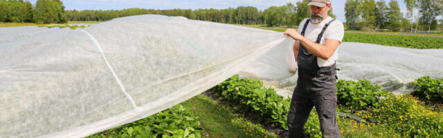 Hiiumaa maasikad hilinevad sel aastal paar nädalat