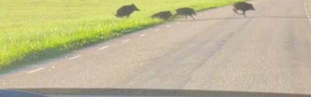 VIDEO | Milline seakari! Lugeja auto eest jooksis läbi 21 metsanotsut