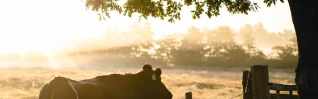 Roheülemineku teekaart aitab muuta toidutootmise ja tarbimise kestlikumaks