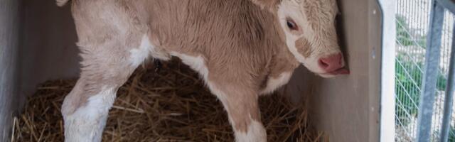 Suu- ja sõrataud levib järjest Kesk-Euroopas