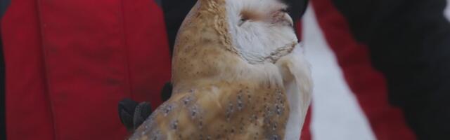 Ruhnule jõudis Eesti jaoks haruldane röövlind