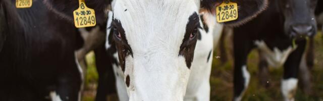 Suu- ja sõrataud levib Vahemere piirkonnas – uus puhang Kreekas
